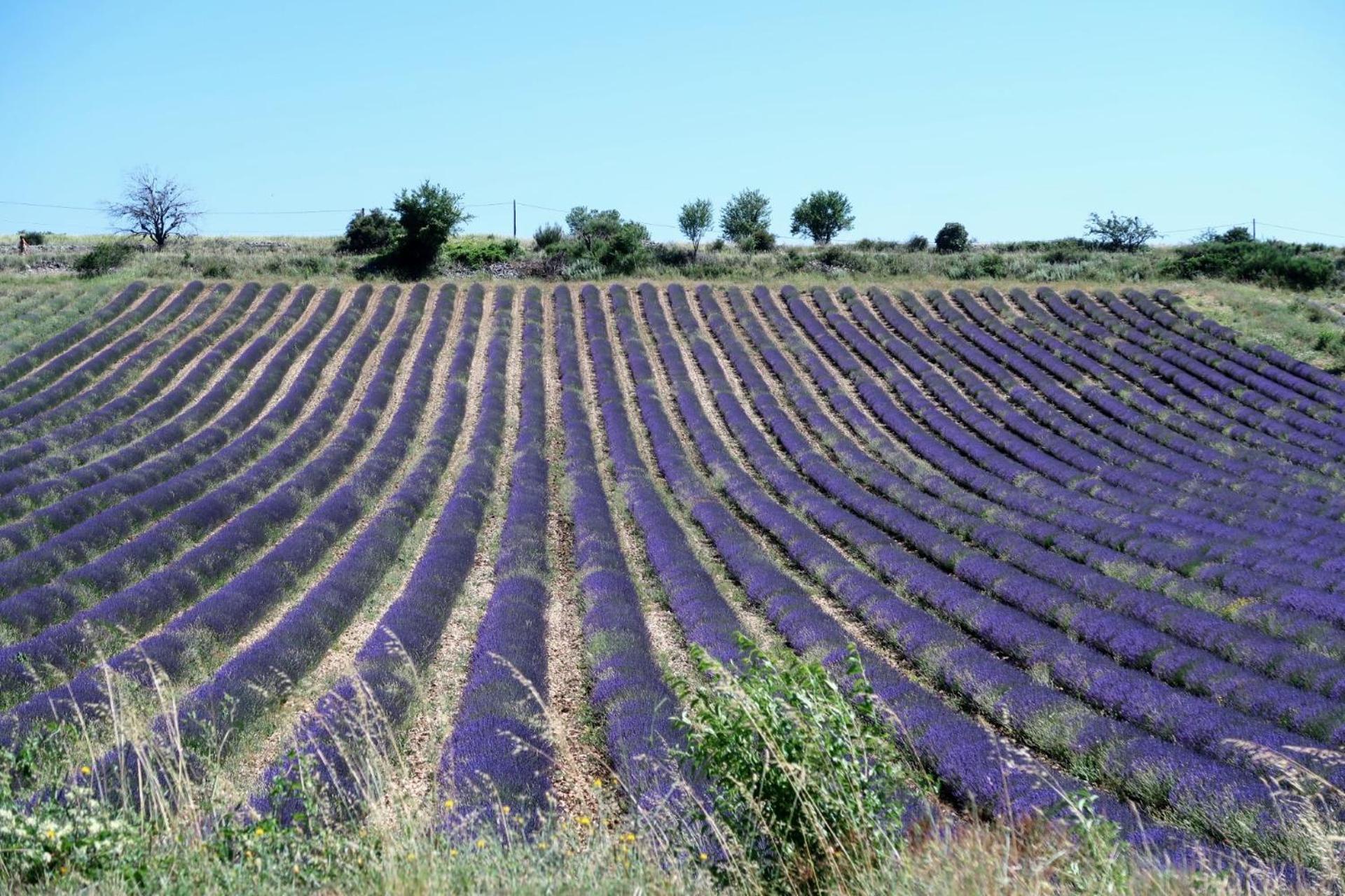 בווי-לה-בארוני La Terrasse D'Olea, Au Coeur Du Village מראה חיצוני תמונה